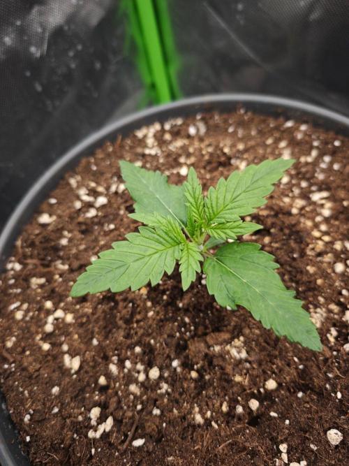 Mango Cherry Runtz. Week 2