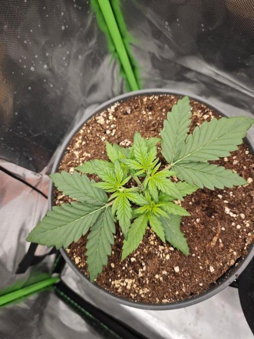 Mango Cherry Runtz. Week 2 - Day 14. Topped on day 12. 