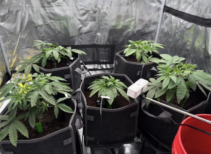 Grow Tent 4x4x6.5. Week 1