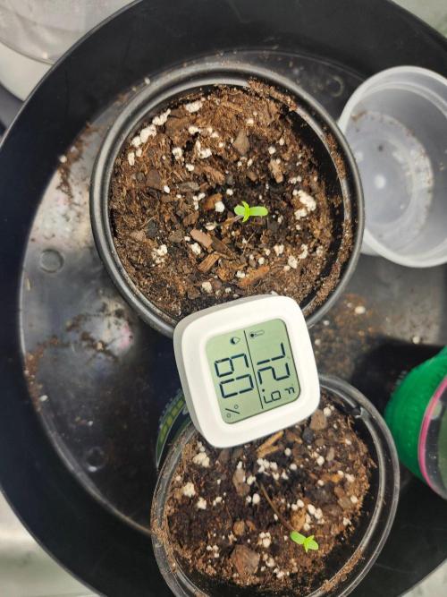Alaskan dosi 1st run. Week 0