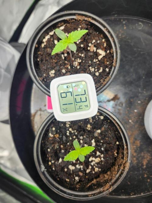 Alaskan dosi 1st run. Week 0