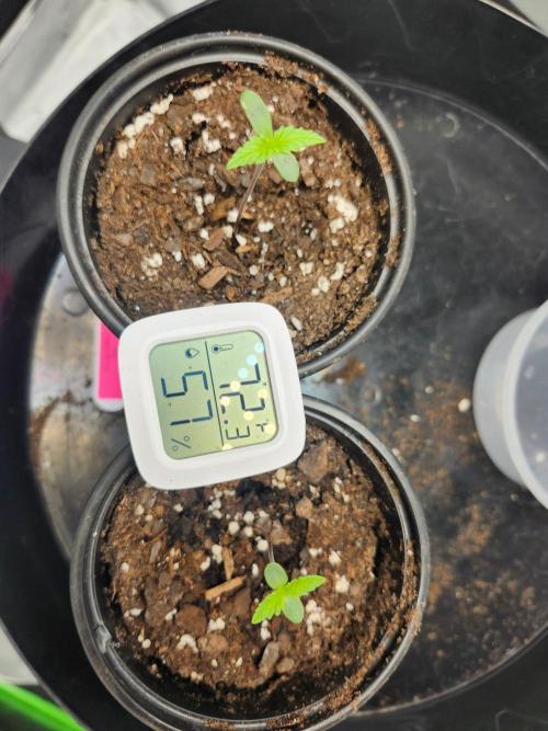 Alaskan dosi 1st run. Week 0