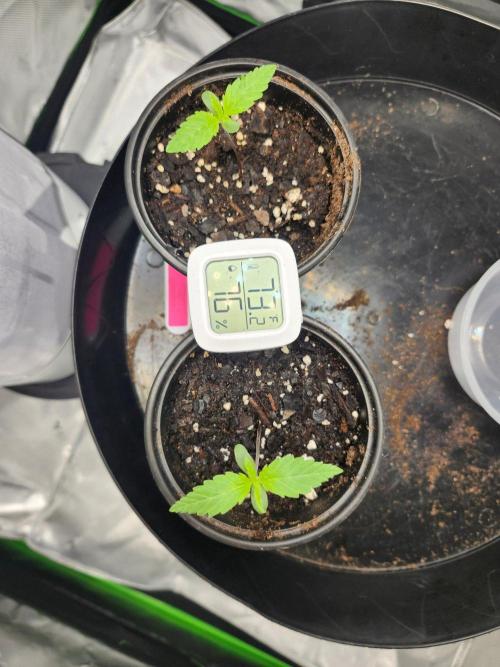 Alaskan dosi 1st run. Week 0