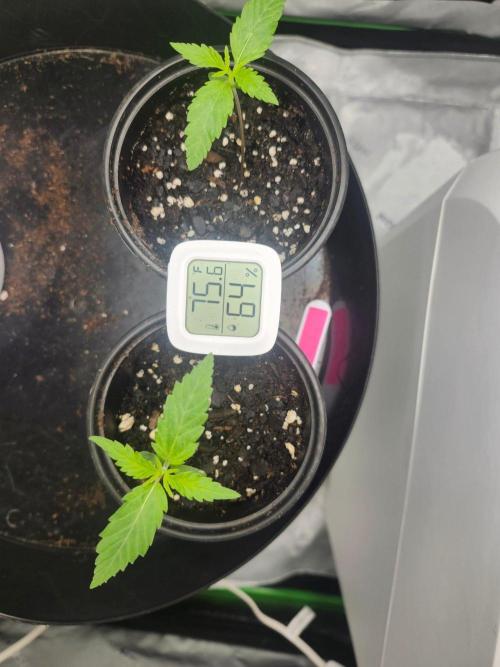 Alaskan dosi 1st run. Week 0