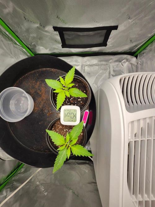 Alaskan dosi 1st run. Week 0