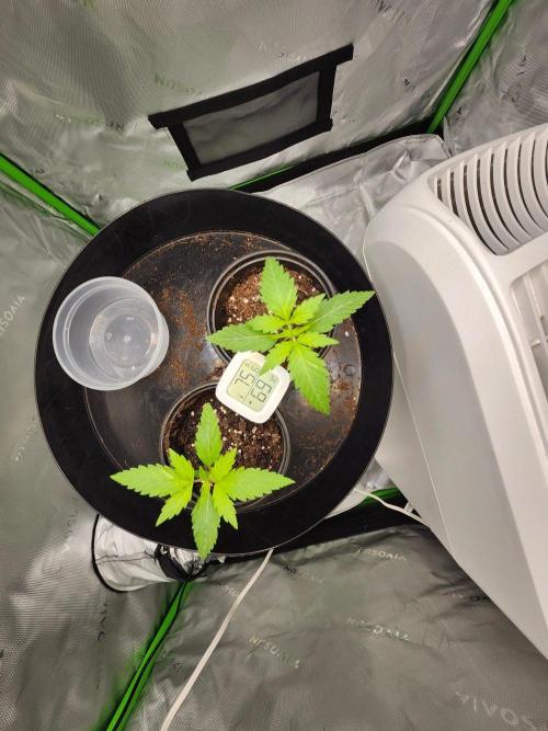 Alaskan dosi 1st run. Week 0