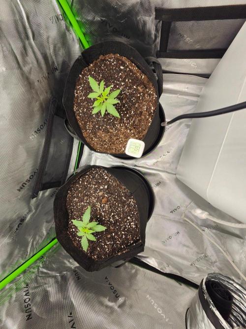 Alaskan dosi 1st run. Week 0