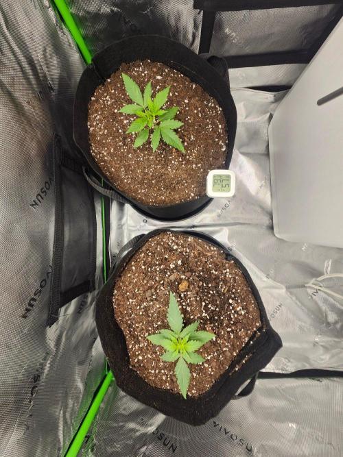 Alaskan dosi 1st run. Week 0