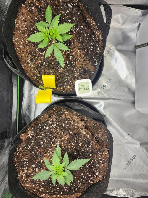 Alaskan Do-Si-Dos. Week 0
