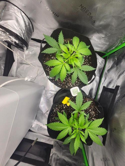 Alaskan dosi 1st run. Week 1