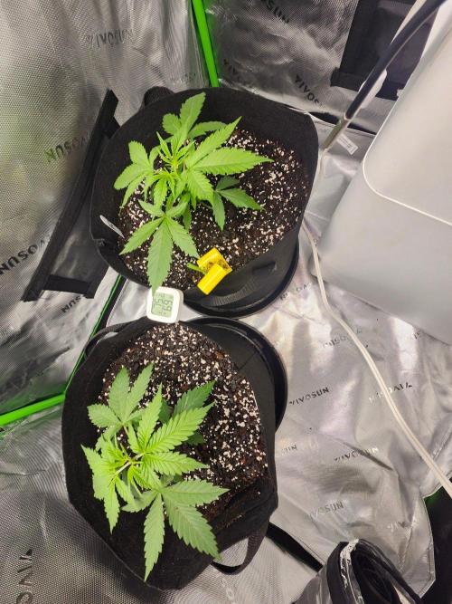 Alaskan dosi 1st run. Week 1