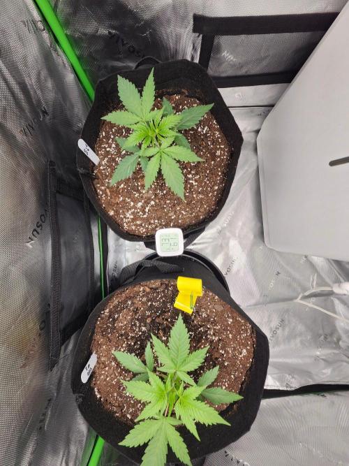 Alaskan dosi 1st run. Week 1