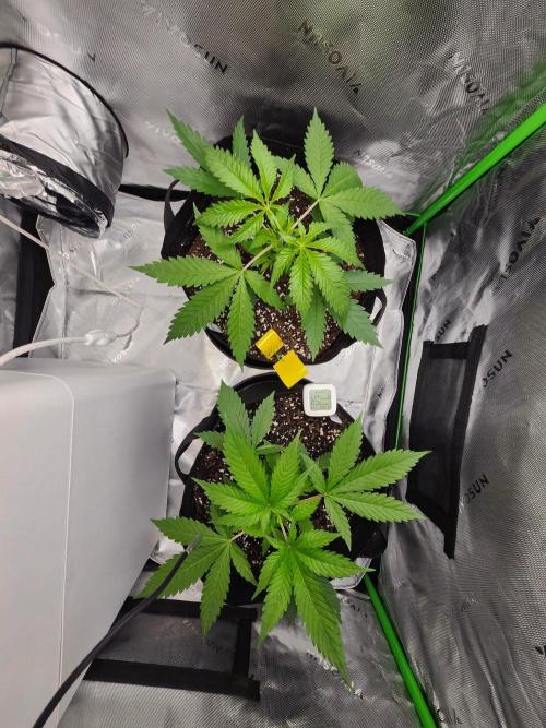 Alaskan dosi 1st run. Week 1