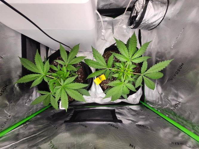 Alaskan dosi 1st run. Week 1