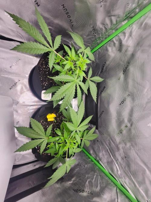 Alaskan dosi 1st run. Week 1