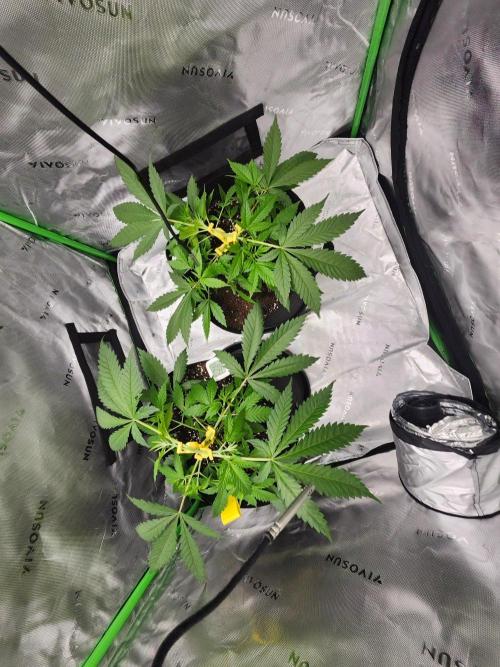 Alaskan dosi 1st run. Week 1