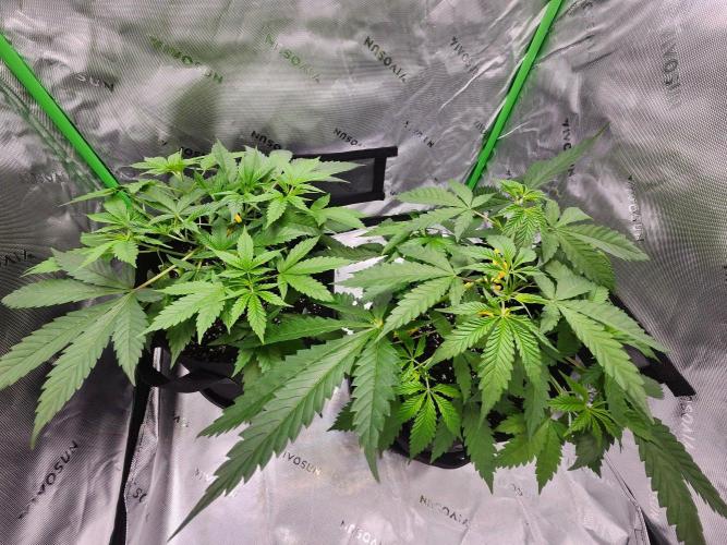 Alaskan dosi 1st run. Week 1