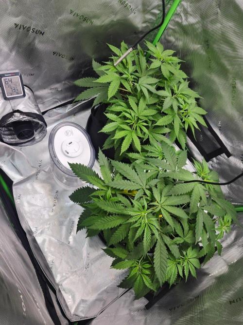 Alaskan dosi 1st run. Week 1