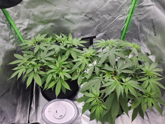 Alaskan dosi 1st run. Week 1