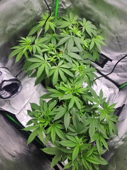Alaskan dosi 1st run. Week 1