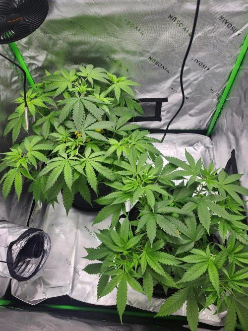 Alaskan dosi 1st run. Week 1