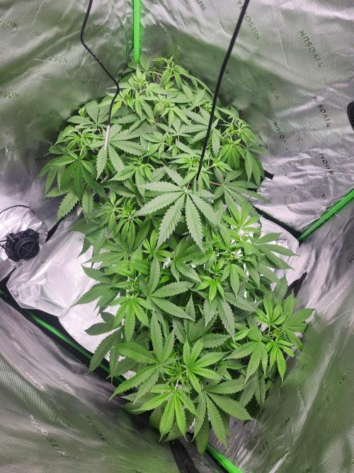 Alaskan dosi 1st run. Week 1
