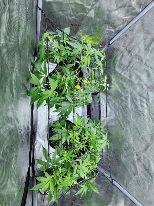 Alaskan dosi 1st run. Week 1