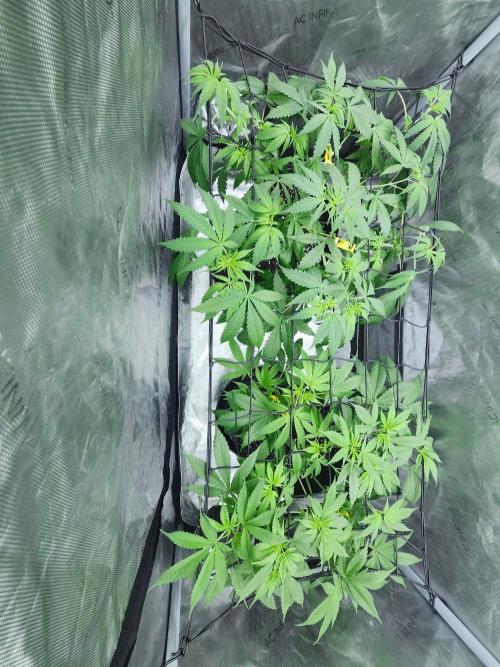 Alaskan dosi 1st run. Week 1