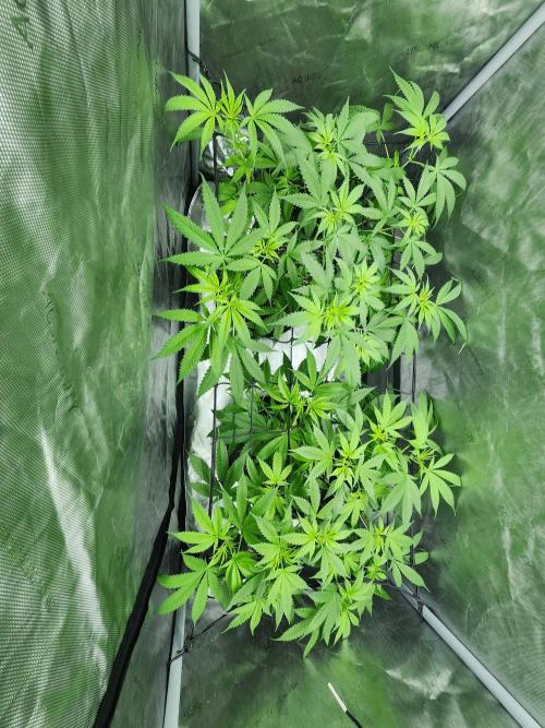 Alaskan Do-Si-Dos. Week 1