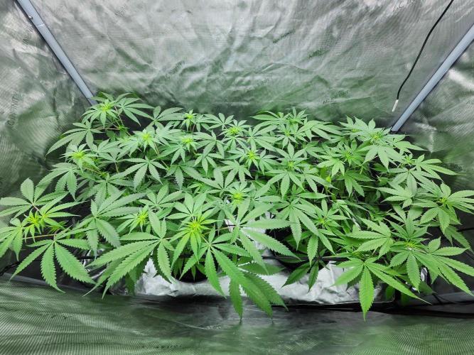 Alaskan dosi 1st run. Week 2