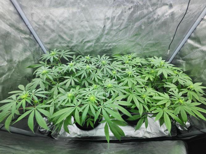 Alaskan dosi 1st run. Week 2