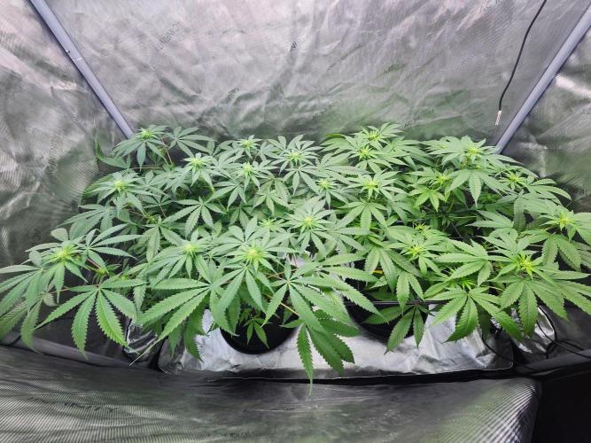 Alaskan dosi 1st run. Week 2