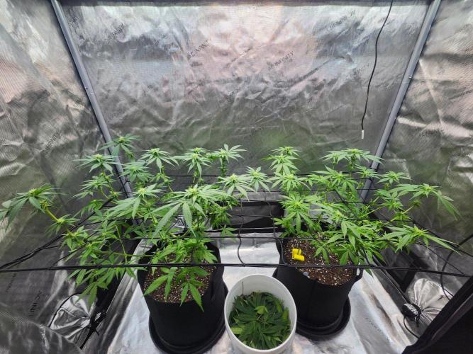 Alaskan dosi 1st run. Week 2