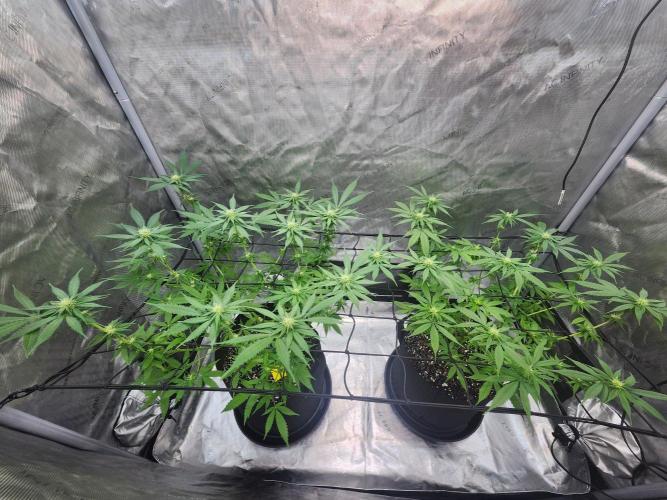 Alaskan dosi 1st run. Week 2