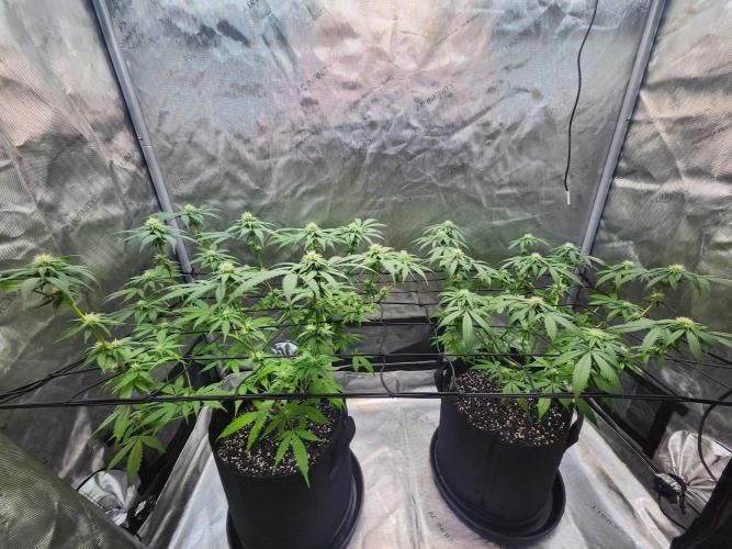 Alaskan dosi 1st run. Week 2