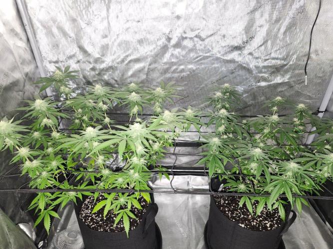 Alaskan dosi 1st run. Week 2