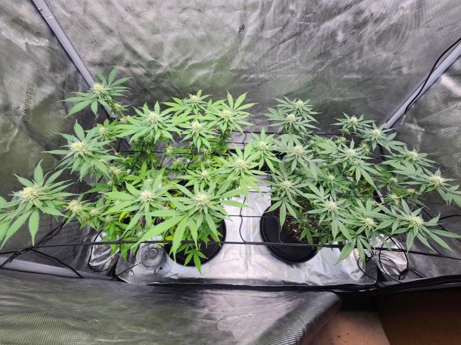 Alaskan dosi 1st run. Week 2