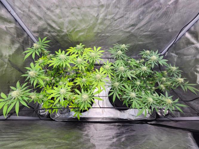 Alaskan dosi 1st run. Week 2