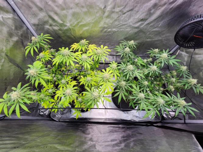 Alaskan dosi 1st run. Week 2