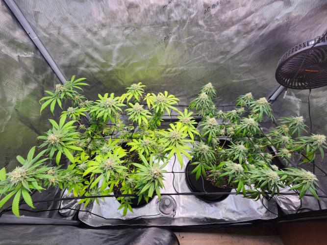 Alaskan dosi 1st run. Week 2