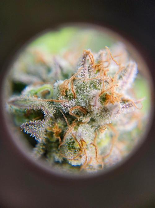 Alaskan Do-Si-Dos. Week 2