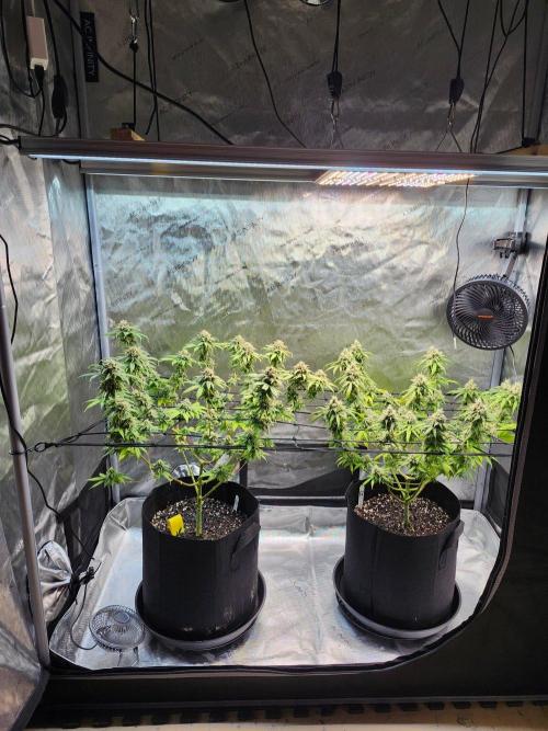 Alaskan dosi 1st run. Week 2