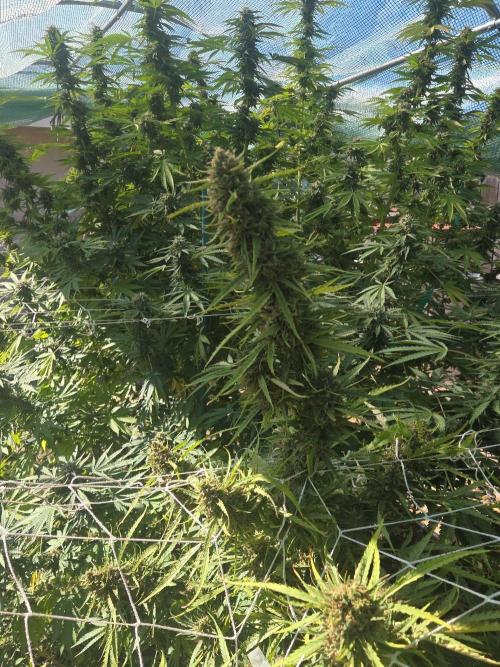 Triploid. Week 10 - Colas have nice size & shape. Multiple toppings for height control in a greenhou