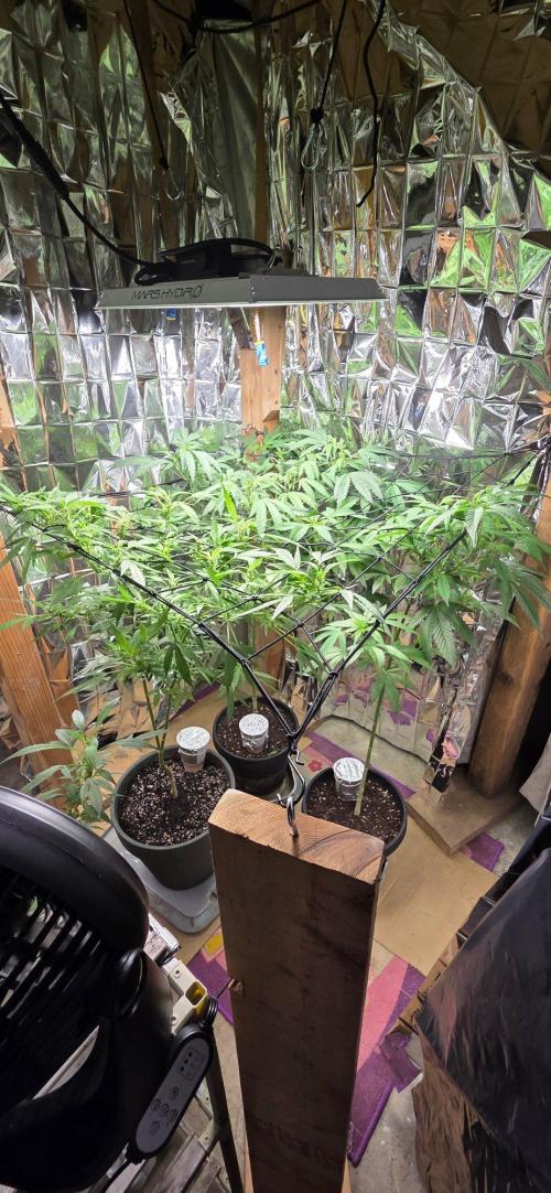Year 2 growing cannabis. Week 3