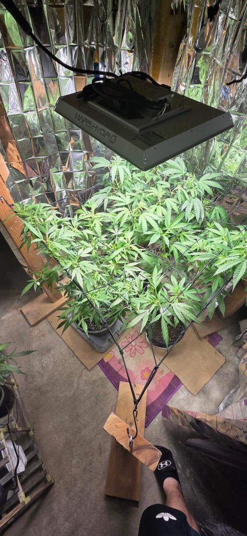 Year 2 growing cannabis. Week 3