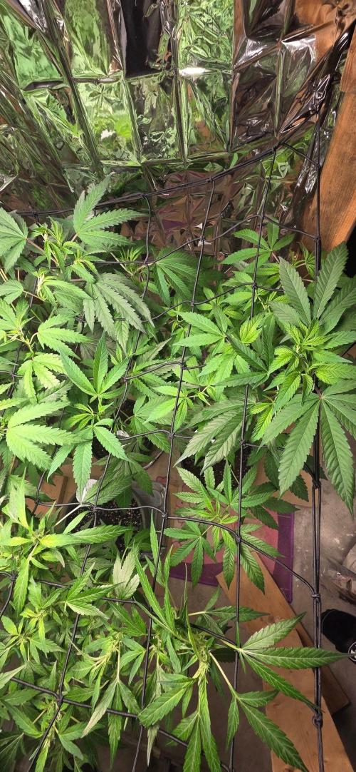 Year 2 growing cannabis. Week 3