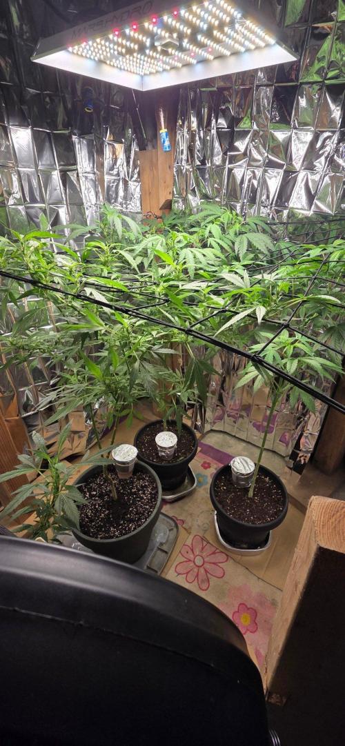 Year 2 growing cannabis. Week 3
