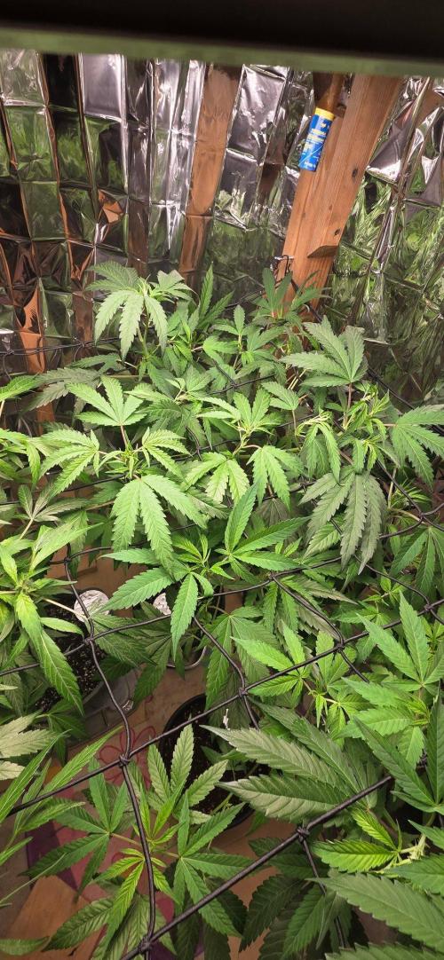 Year 2 growing cannabis. Week 3