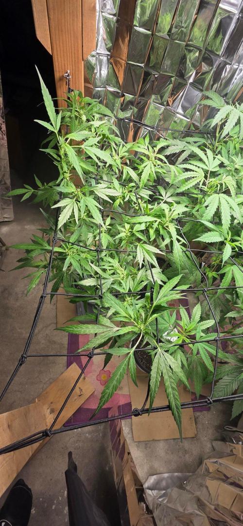 Year 2 growing cannabis. Week 3