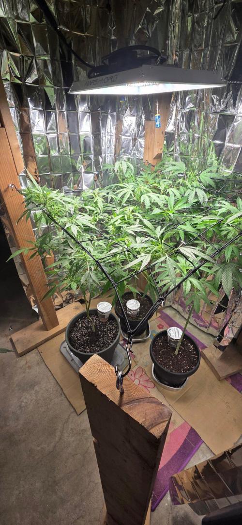 Year 2 growing cannabis. Week 3
